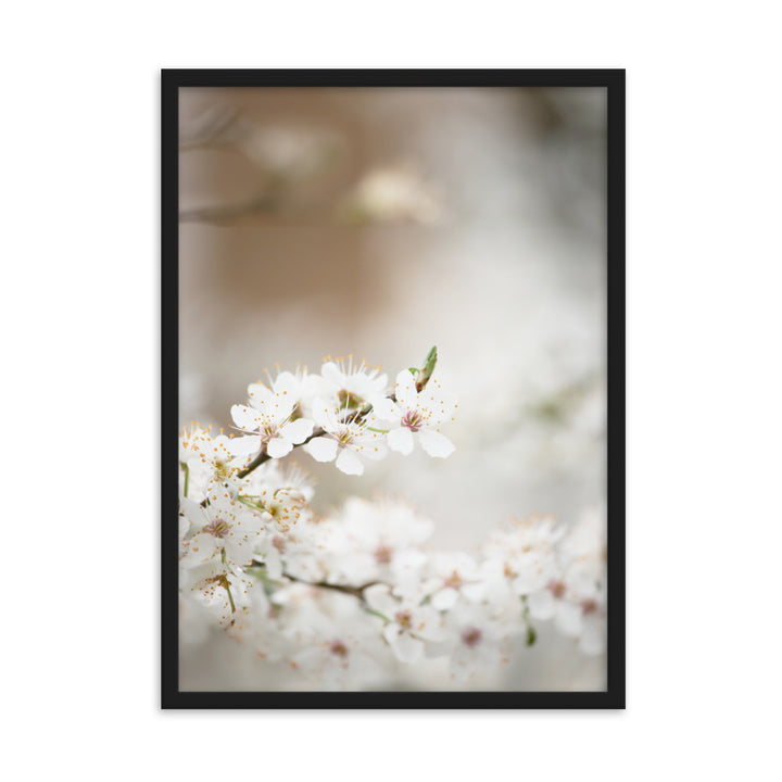 Poster - Kirschblüten