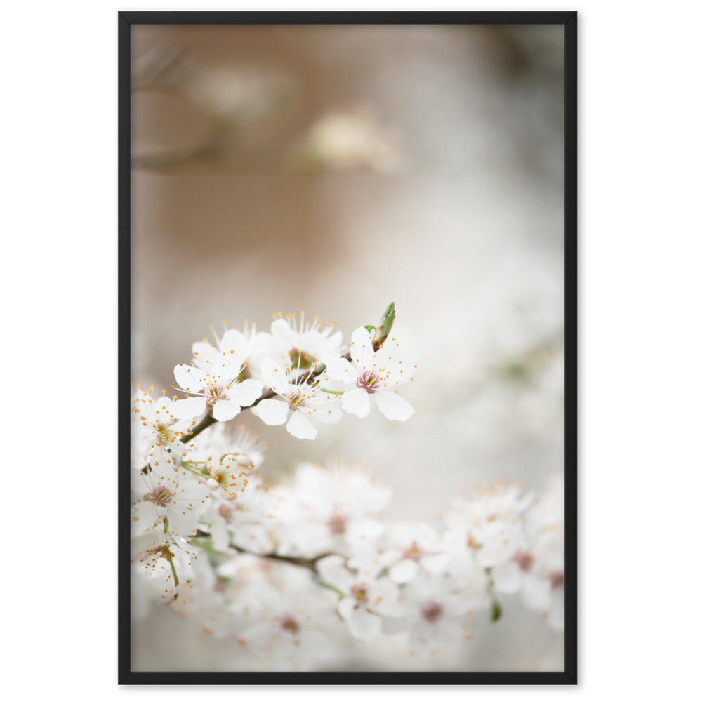Poster - Kirschblüten