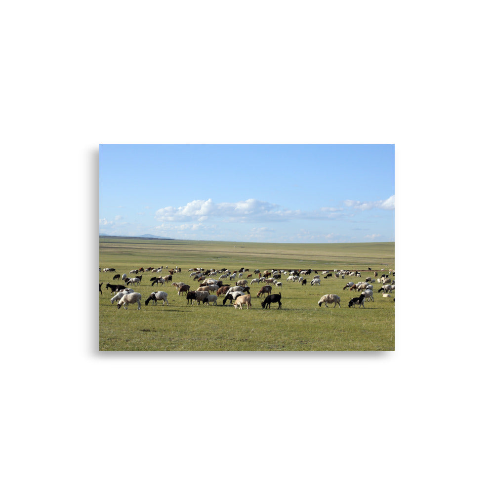 Poster - Herd of sheep graze in Mongolian steppe Young Han Song 21×30 cm artlia