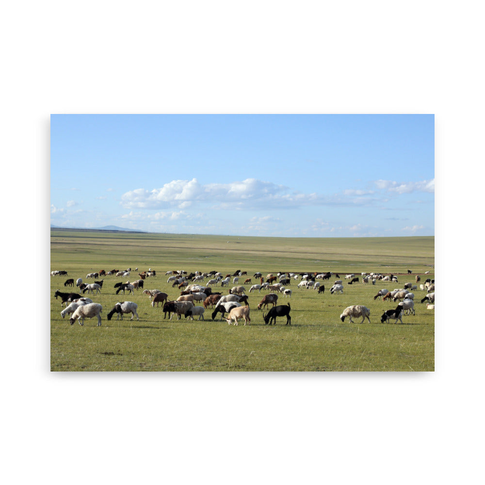 Poster - Herd of sheep graze in Mongolian steppe Young Han Song 61×91 cm artlia
