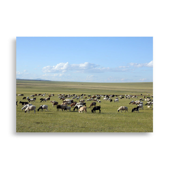 Poster - Herd of sheep graze in Mongolian steppe Young Han Song 70×100 cm artlia