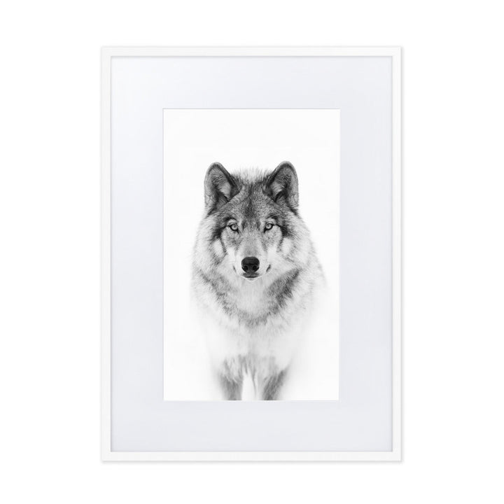 Poster mit Passepartout - Calm Wolf Kuratoren von artlia Weiß / 50×70 cm artlia
