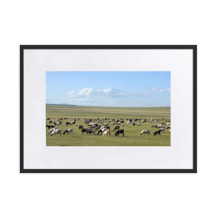 Poster mit Passepartout - Herd of sheep graze in Mongolian steppe Young Han Song Schwarz / 50×70 cm artlia