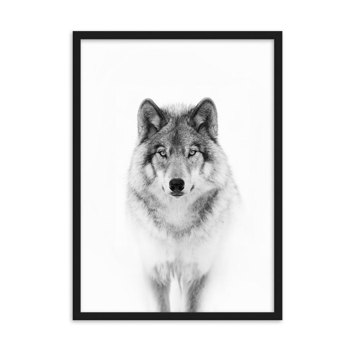 Poster mit Rahmen - Calm Wolf Kuratoren von artlia Schwarz / 50×70 cm artlia