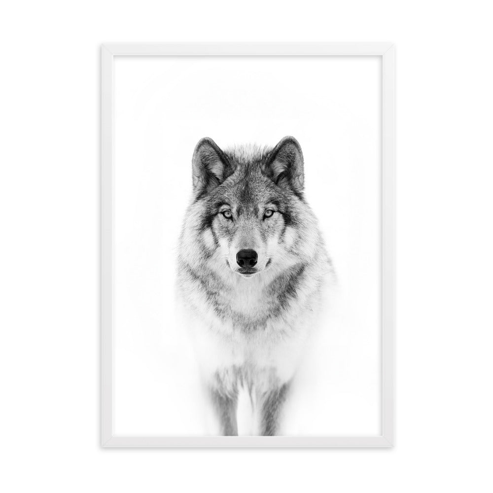 Poster mit Rahmen - Calm Wolf Kuratoren von artlia Weiß / 50×70 cm artlia