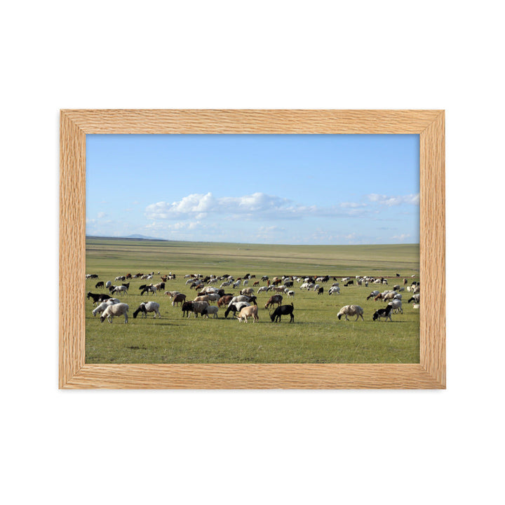 Poster mit Rahmen - Herd of sheep graze in Mongolian steppe Young Han Song Oak / 21×30 cm artlia