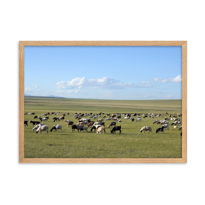 Poster mit Rahmen - Herd of sheep graze in Mongolian steppe Young Han Song Oak / 50×70 cm artlia