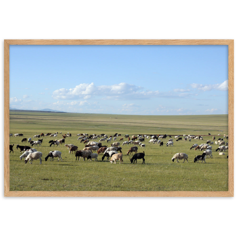 Poster mit Rahmen - Herd of sheep graze in Mongolian steppe Young Han Song Oak / 61×91 cm artlia