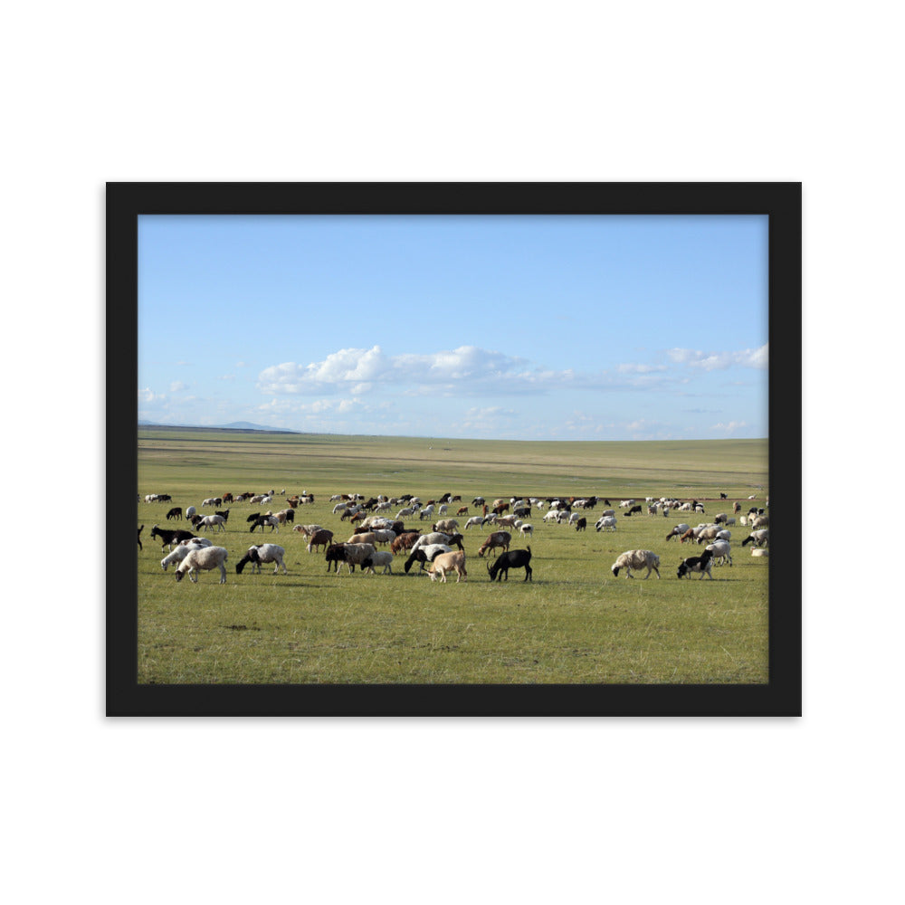 Poster mit Rahmen - Herd of sheep graze in Mongolian steppe Young Han Song Schwarz / 30×40 cm artlia
