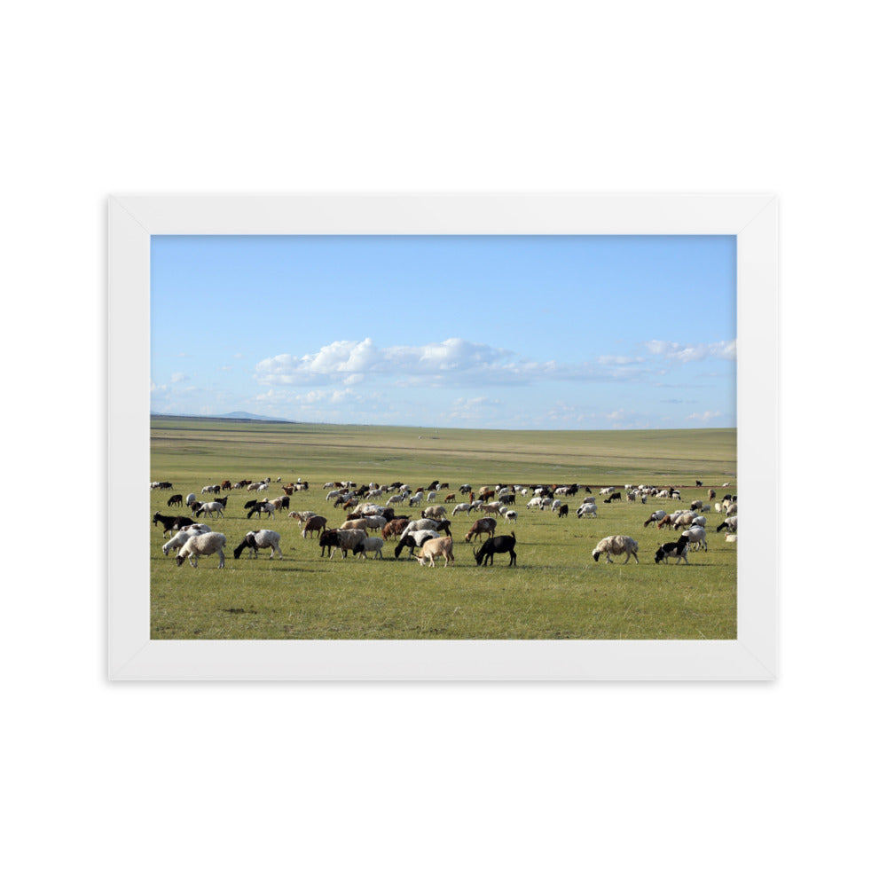 Poster mit Rahmen - Herd of sheep graze in Mongolian steppe Young Han Song Weiß / 21×30 cm artlia