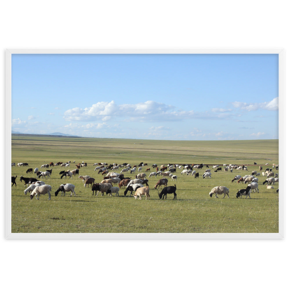 Poster mit Rahmen - Herd of sheep graze in Mongolian steppe Young Han Song Weiß / 61×91 cm artlia