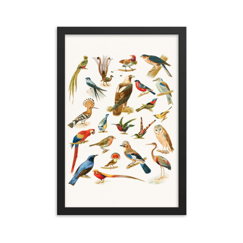 22 Vogelarten - Poster im Rahmen Boston Public Library schwarz / 30x45 cm artlia