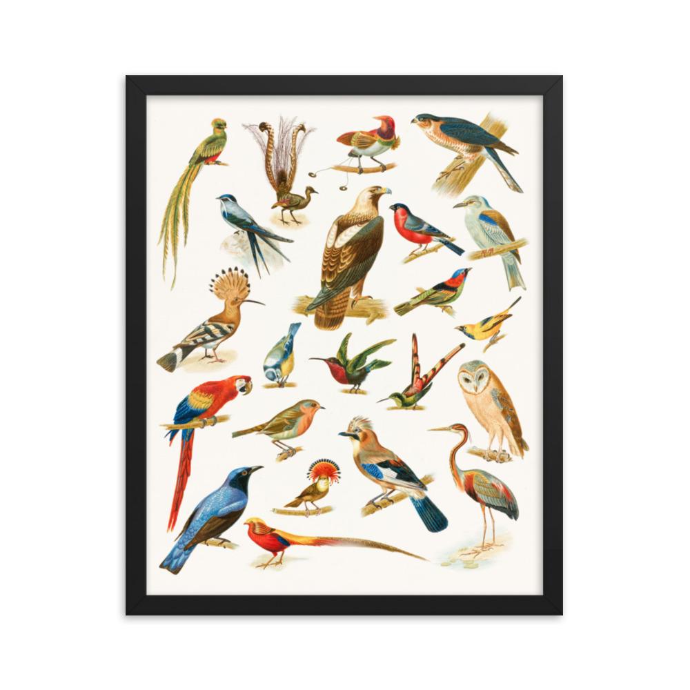 22 Vogelarten - Poster im Rahmen Boston Public Library schwarz / 41x51 cm artlia