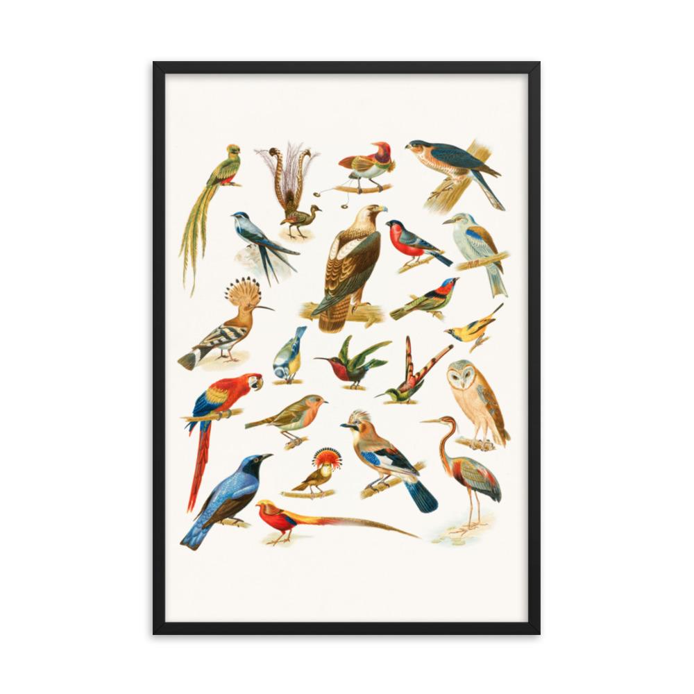 22 Vogelarten - Poster im Rahmen Boston Public Library schwarz / 61x91 cm artlia