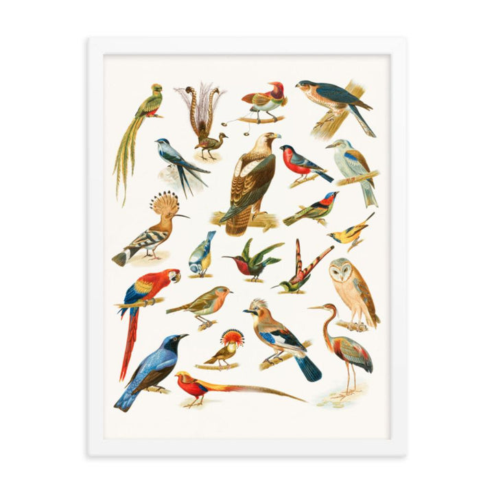 22 Vogelarten - Poster im Rahmen Boston Public Library weiß / 30x41 cm artlia