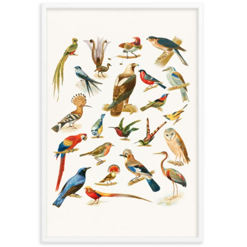 22 Vogelarten - Poster im Rahmen Boston Public Library weiß / 61x91 cm artlia