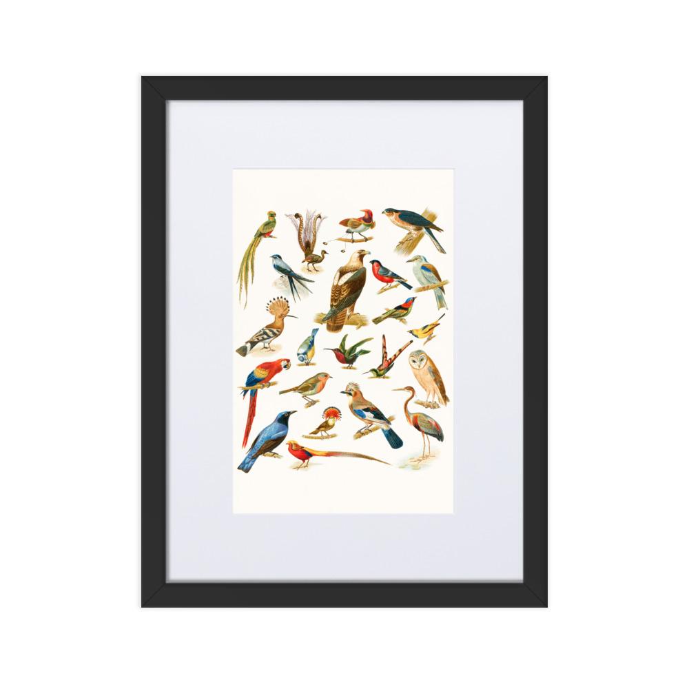 22 Vogelarten - Poster im Rahmen mit Passepartout Boston Public Library schwarz / 30×40 cm artlia