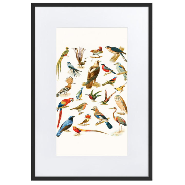 22 Vogelarten - Poster im Rahmen mit Passepartout Boston Public Library schwarz / 61×91 cm artlia