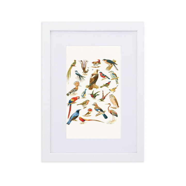 22 Vogelarten - Poster im Rahmen mit Passepartout Boston Public Library weiß / 21×30 cm artlia