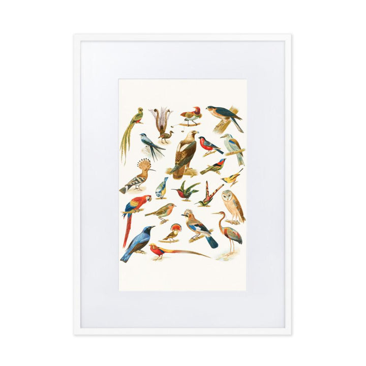 22 Vogelarten - Poster im Rahmen mit Passepartout Boston Public Library weiß / 50×70 cm artlia