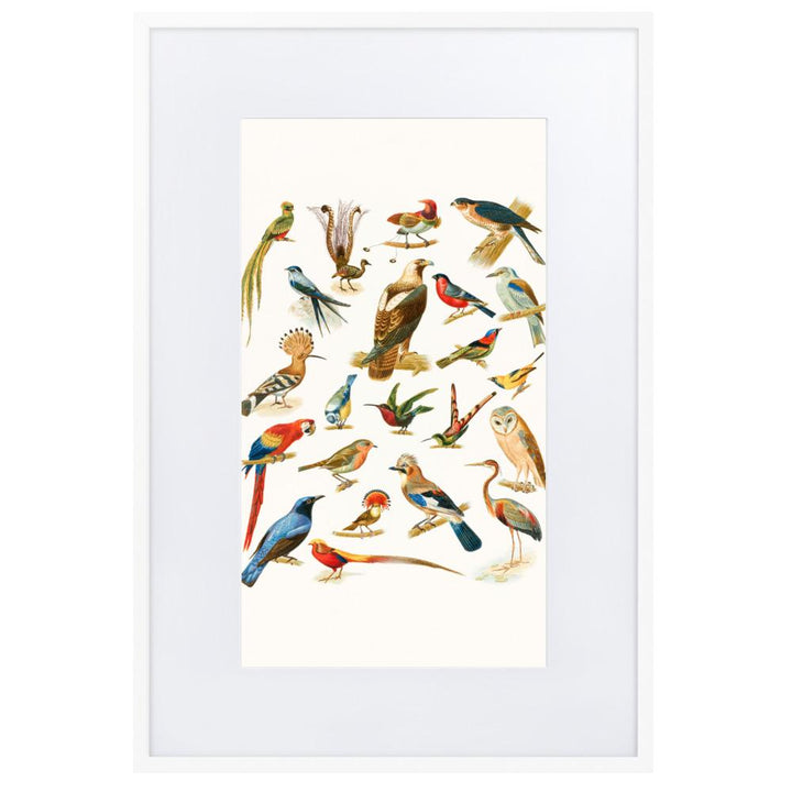 22 Vogelarten - Poster im Rahmen mit Passepartout Boston Public Library weiß / 61×91 cm artlia