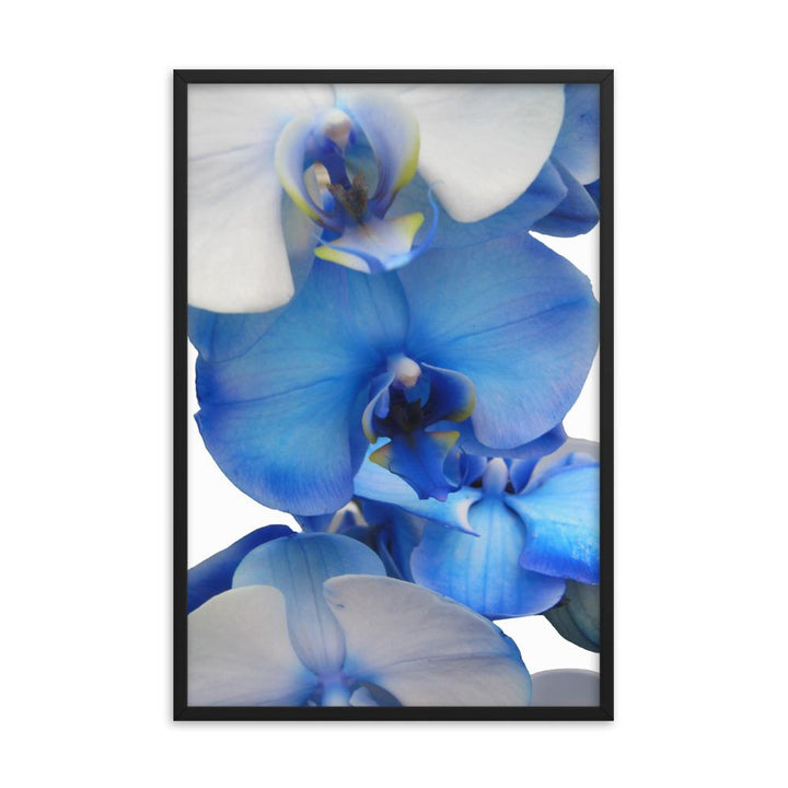 Blue Orchid - Poster im Rahmen Kuratoren von artlia schwarz / 61x91 cm artlia