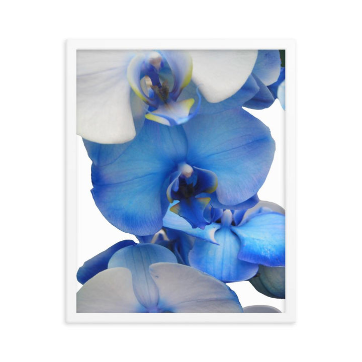 Blue Orchid - Poster im Rahmen Kuratoren von artlia weiß / 41x51 cm artlia