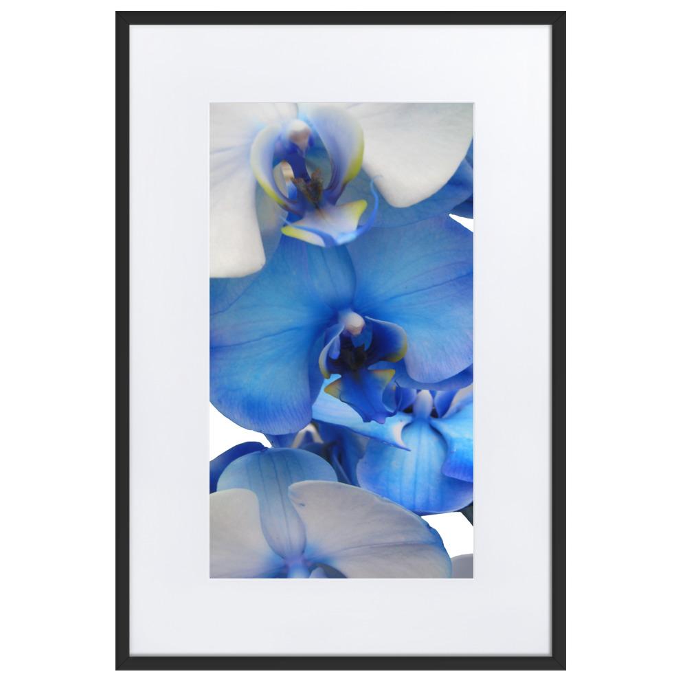 Blue Orchid - Poster im Rahmen mit Passepartout Kuratoren von artlia artlia