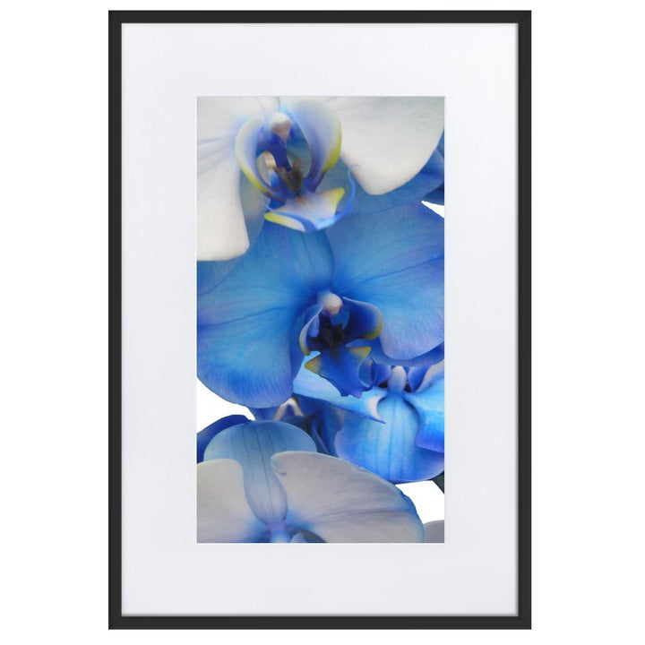 Blue Orchid - Poster im Rahmen mit Passepartout Kuratoren von artlia artlia