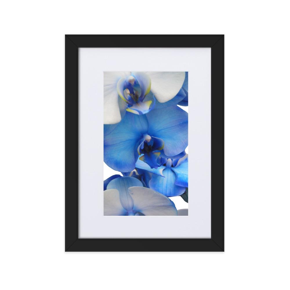 Blue Orchid - Poster im Rahmen mit Passepartout Kuratoren von artlia Schwarz / 21×30 cm artlia