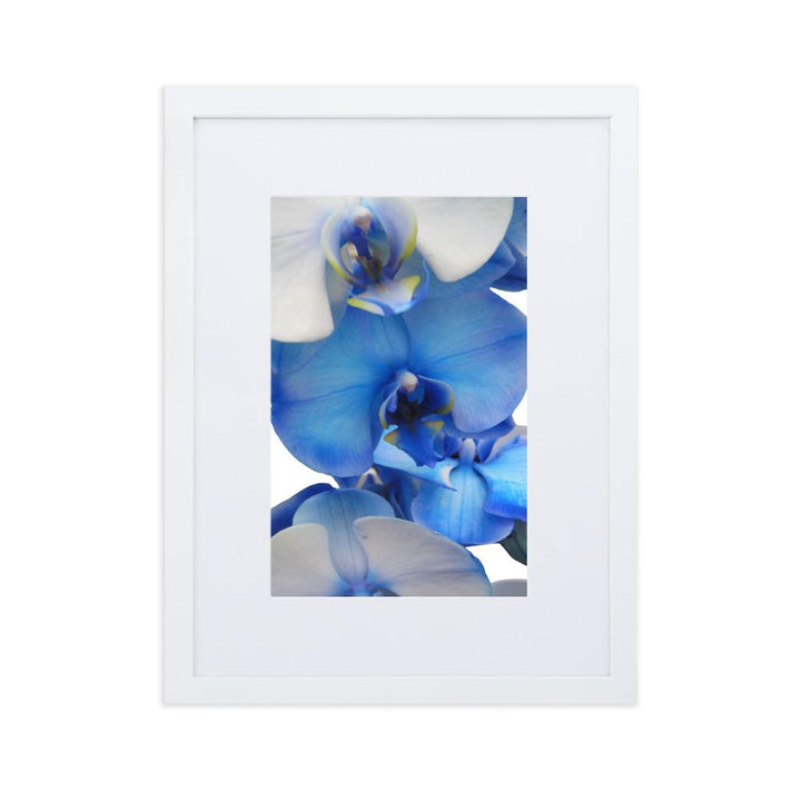 Blue Orchid - Poster im Rahmen mit Passepartout Kuratoren von artlia Weiß / 30×40 cm artlia