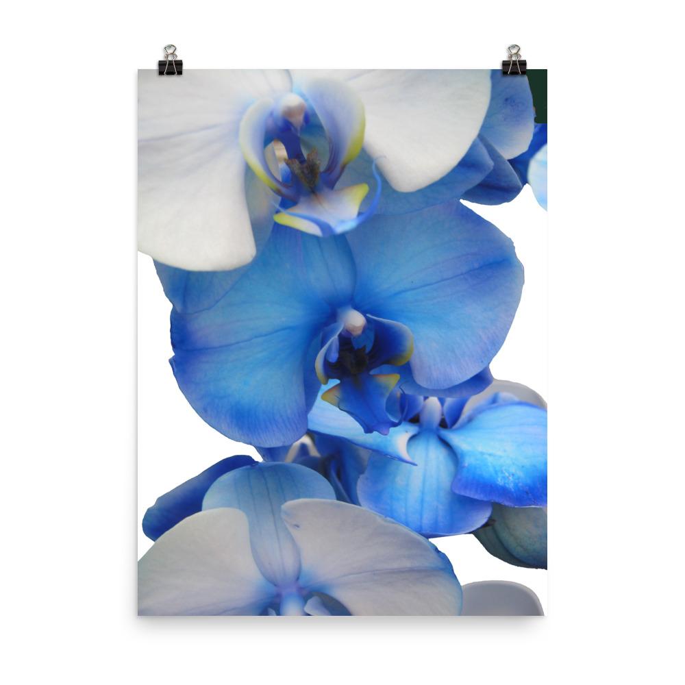 Blue Orchid - Poster Kuratoren von artlia 30x41 cm artlia