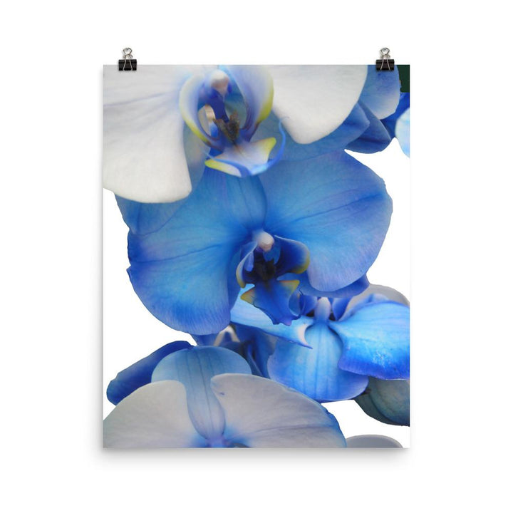 Blue Orchid - Poster Kuratoren von artlia 41x51 cm artlia