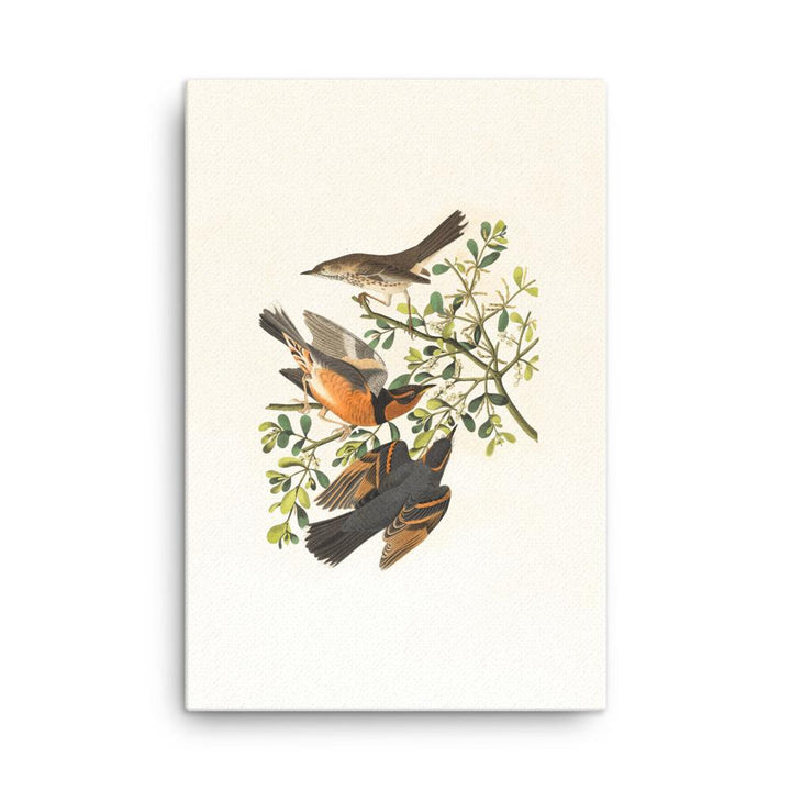Drei Vögel auf Ästen - Leinwand Boston Public Library 61x91 cm artlia