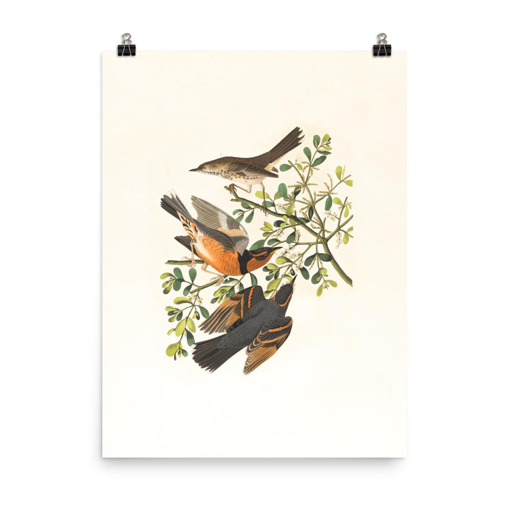 Drei Vögel auf Ästen - Poster Boston Public Library 30x41 cm artlia