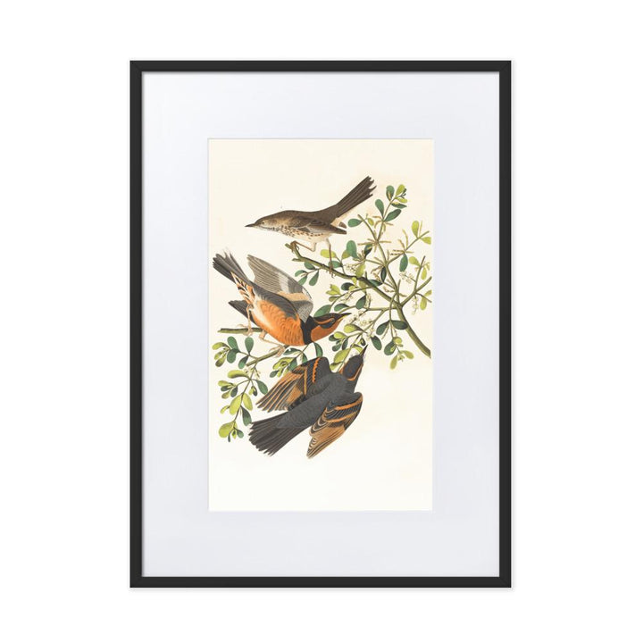 Drei Vögel auf Ästen - Poster im Rahmen mit Passepartout Boston Public Library schwarz / 50×70 cm artlia