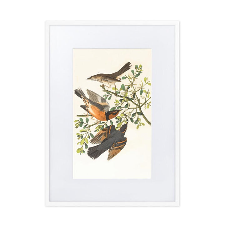 Drei Vögel auf Ästen - Poster im Rahmen mit Passepartout Boston Public Library weiß / 50×70 cm artlia