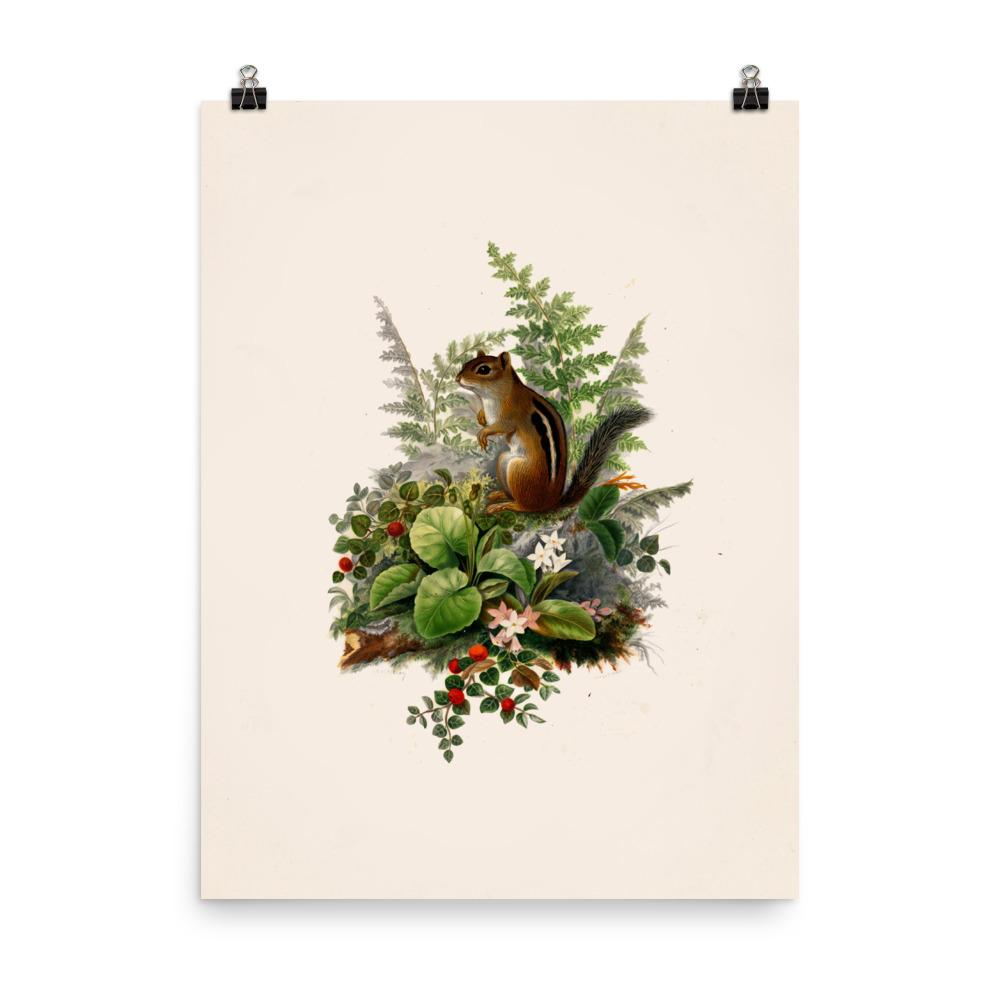 Eichhörnchen - Poster Boston Public Library 30x41 cm artlia