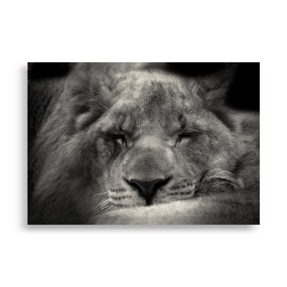 Entspannter Löwin Relaxed Lioness - Poster artlia 70×100 cm artlia