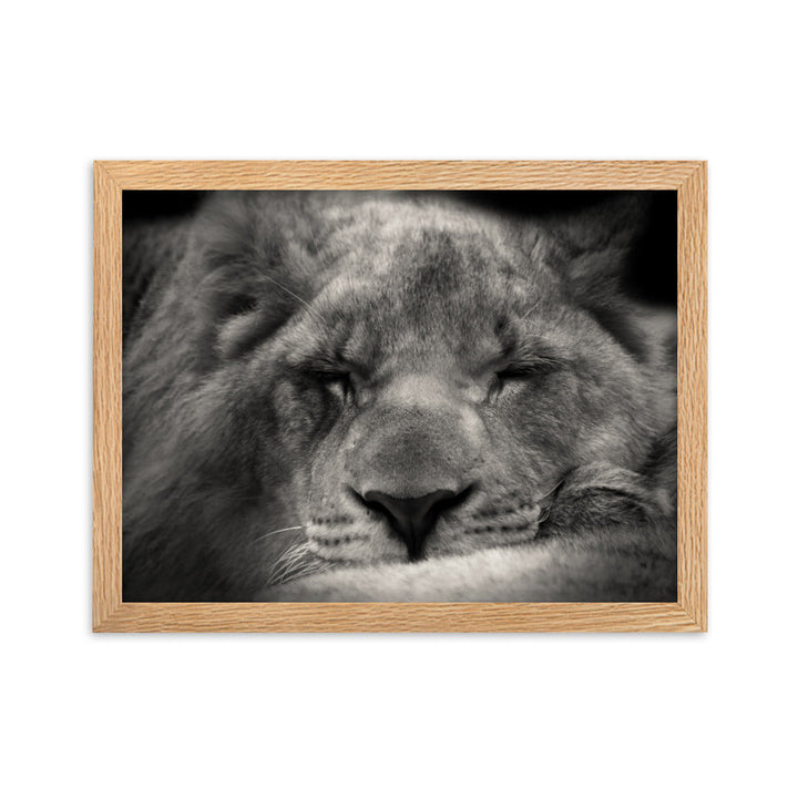 Entspannter Löwin Relaxed Lioness - Poster im Rahmen artlia Oak / 30×40 cm artlia