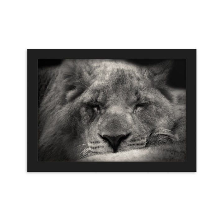 Entspannter Löwin Relaxed Lioness - Poster im Rahmen artlia Schwarz / 21×30 cm artlia