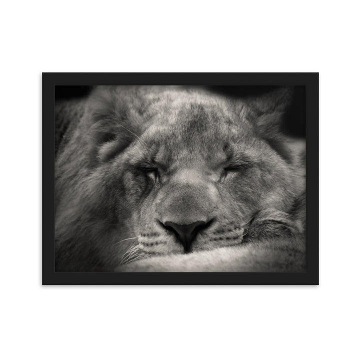 Entspannter Löwin Relaxed Lioness - Poster im Rahmen artlia Schwarz / 30×40 cm artlia