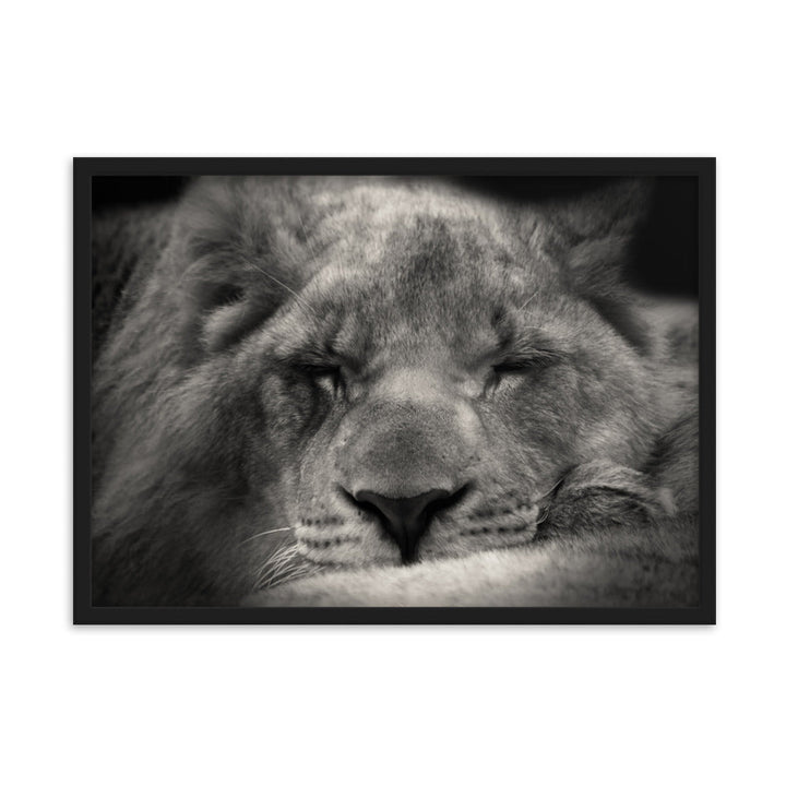 Entspannter Löwin Relaxed Lioness - Poster im Rahmen artlia Schwarz / 50×70 cm artlia