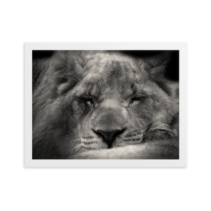 Entspannter Löwin Relaxed Lioness - Poster im Rahmen artlia Weiß / 30×40 cm artlia