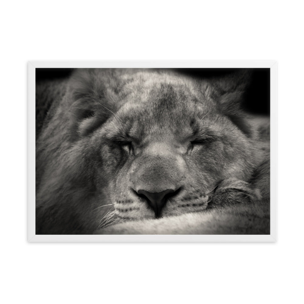 Entspannter Löwin Relaxed Lioness - Poster im Rahmen artlia Weiß / 50×70 cm artlia