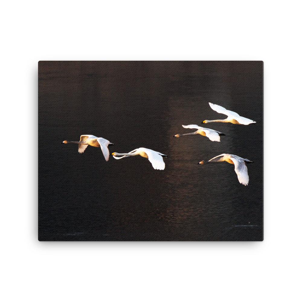 Flying Swans - Leinwand artlia 16×20 artlia