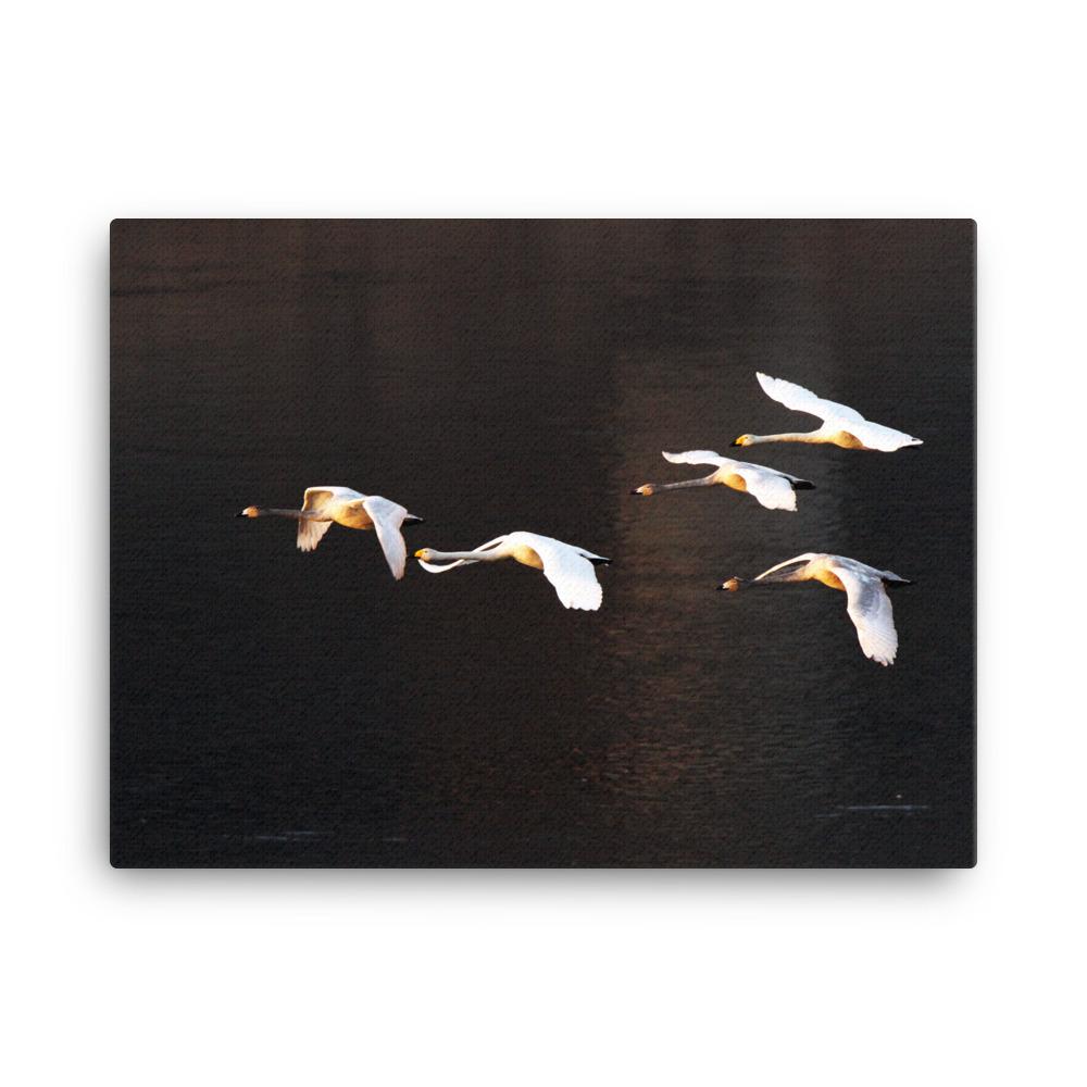 Flying Swans - Leinwand artlia 18×24 artlia