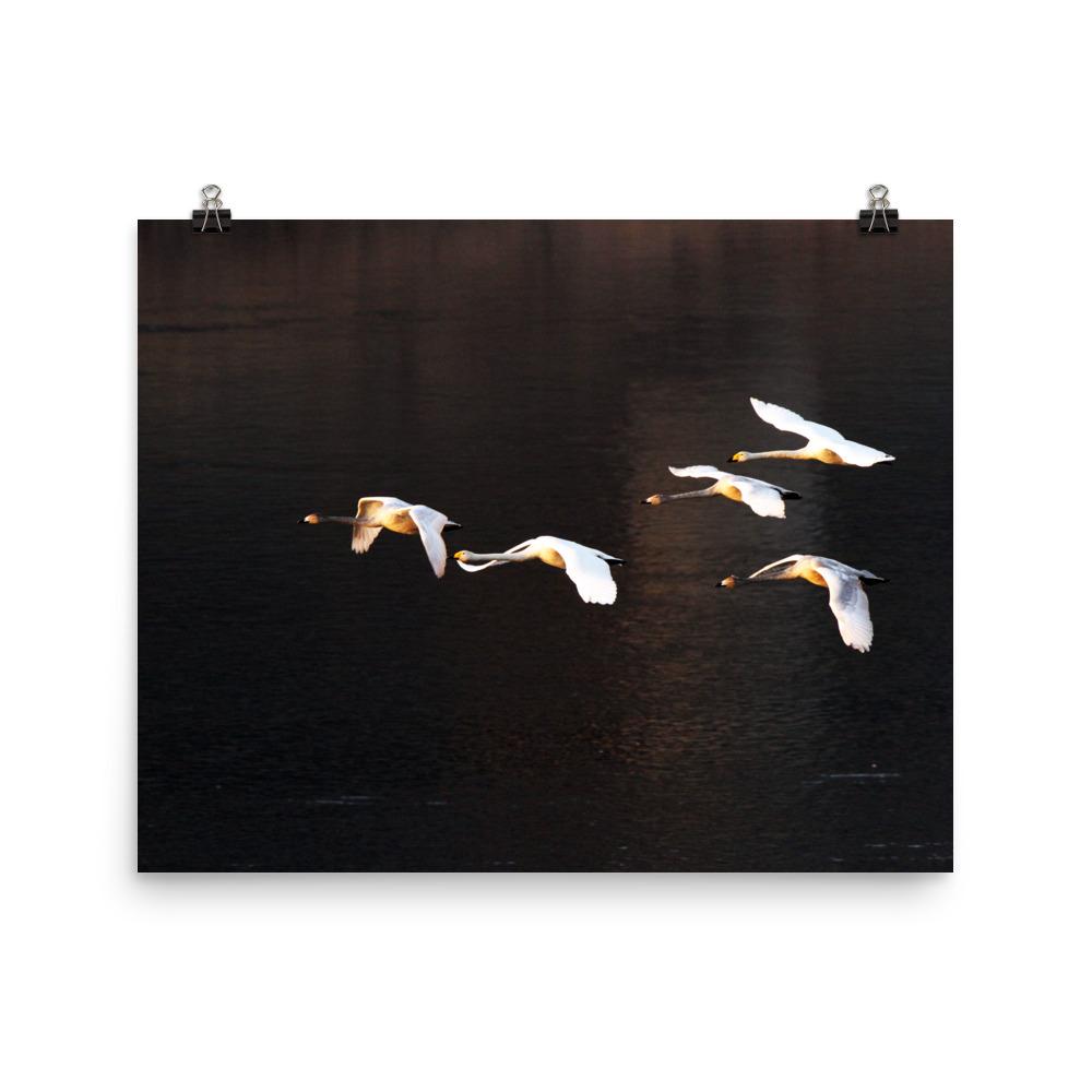 Flying Swans - Poster artlia 16×20 artlia