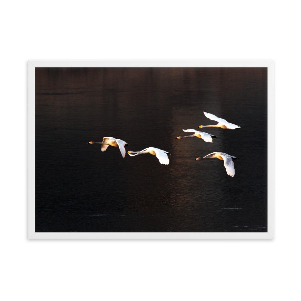 Flying Swans - Poster im Rahmen artlia Weiß / 50×70 cm artlia