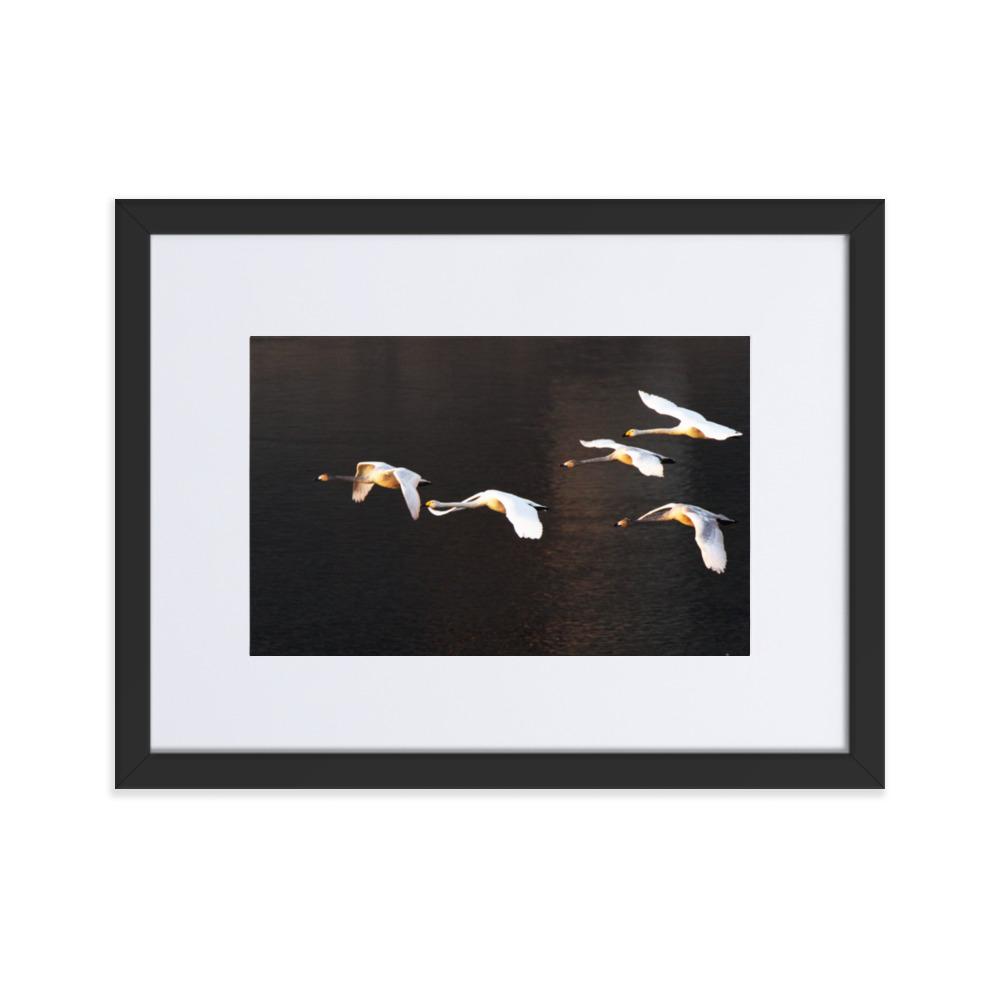 Flying Swans - Poster im Rahmen mit Passepartout artlia Schwarz / 30×40 cm artlia